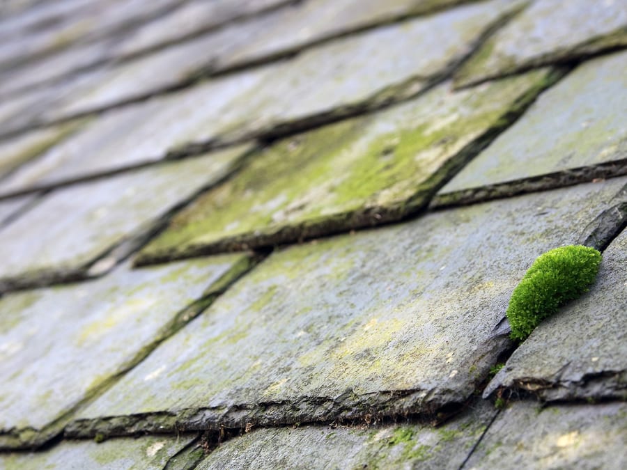 Roof Cleaning by W Probert Roofing Ltd