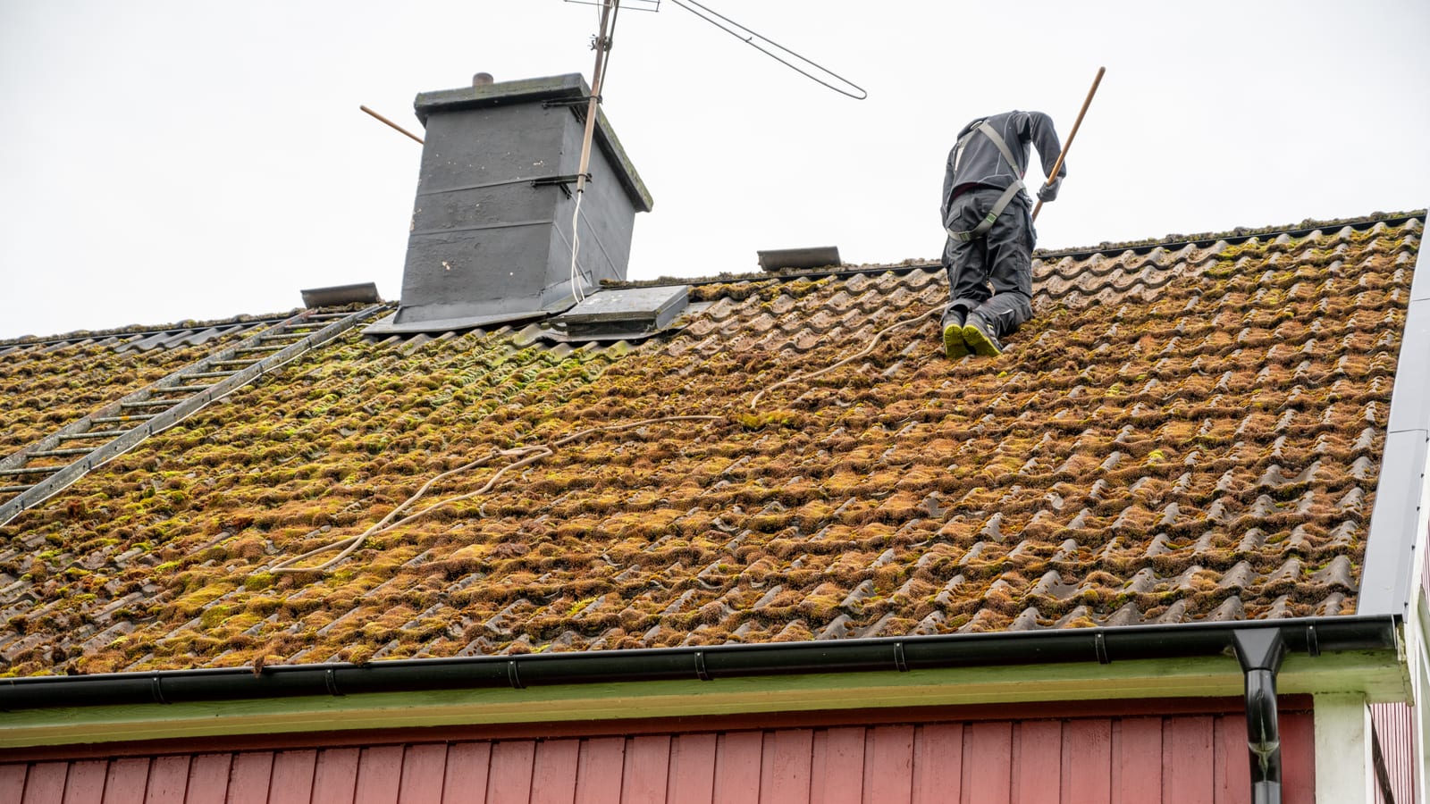 A roofer clearing thick moss from a pantile roof